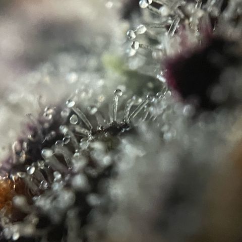 Dante’s Inferno - Mile High Dave by KilliczGe growlog timeline photo