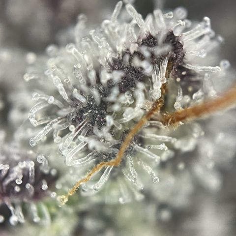 Dante’s Inferno - Mile High Dave by KilliczGe growlog timeline photo