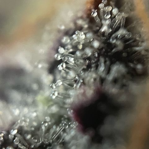 Dante’s Inferno - Mile High Dave by KilliczGe growlog timeline photo