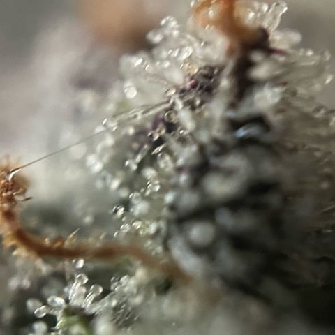 Dante’s Inferno - Mile High Dave by KilliczGe growlog timeline photo