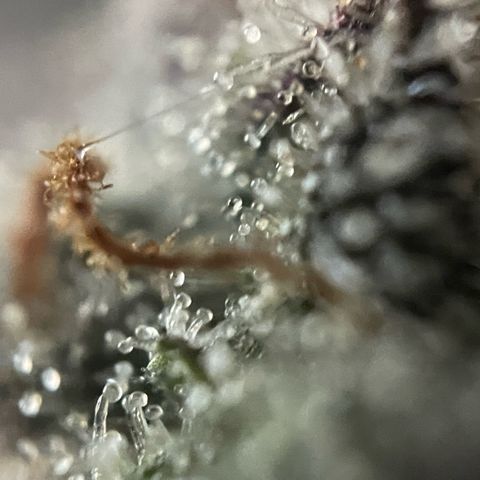 Dante’s Inferno - Mile High Dave by KilliczGe growlog timeline photo