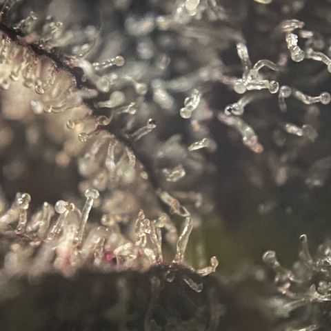 Dante’s Inferno - Mile High Dave by KilliczGe growlog timeline photo