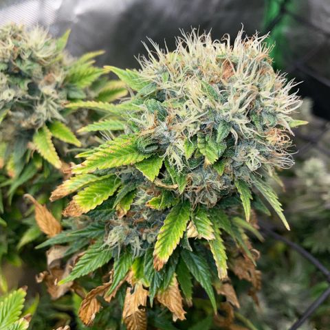 Tangerine Dream Clon #1 by KilliczGe growlog timeline photo