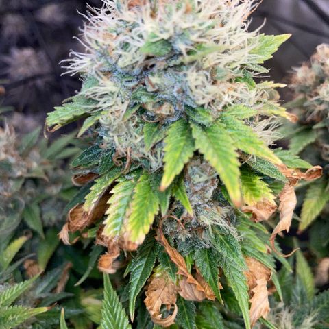 Tangerine Dream Clon #1 by KilliczGe growlog timeline photo