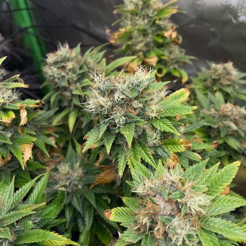Tangerine Dream Clon #1 by KilliczGe growlog timeline photo