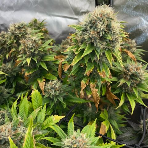 Tangerine Dream Clon #1 by KilliczGe growlog timeline photo