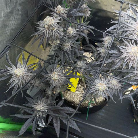 Dante’s Inferno - Mile High Dave by KilliczGe growlog timeline photo