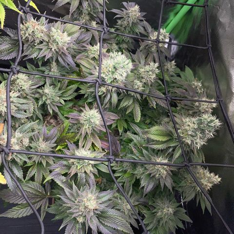 Big Bud 1 Klon 1 by KilliczGe growlog timeline photo