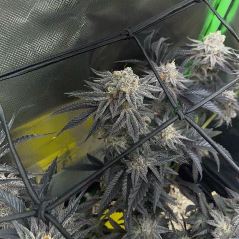 Dante’s Inferno - Mile High Dave by KilliczGe growlog timeline photo