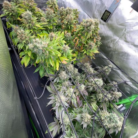 Tangerine Dream Clon #1 by KilliczGe growlog timeline photo