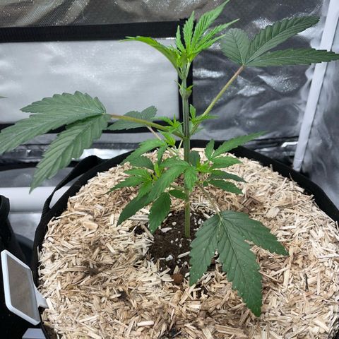 Special Kush 1 - GwJ Community Award Winning Celebration Grow Part 2 -The Price - by KilliczGe growlog timeline photo