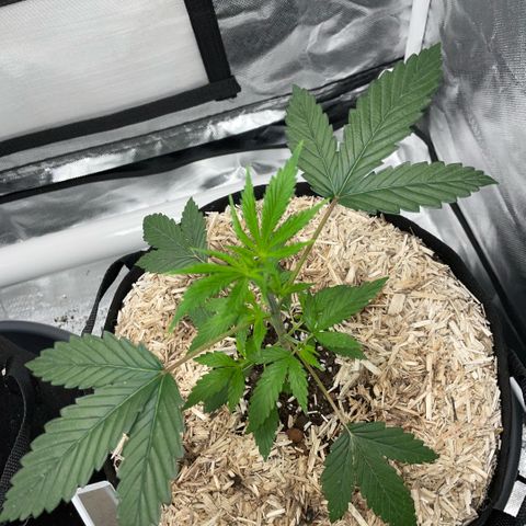 Special Kush 1 - GwJ Community Award Winning Celebration Grow Part 2 -The Price - by KilliczGe growlog timeline photo