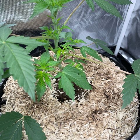 Critical Kush - GwJ Community Award Winning Celebration Grow Part 1 - The Winner - by KilliczGe growlog timeline photo