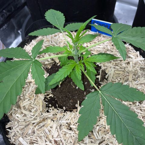 Grape Soda Auto - by KilliczGe growlog timeline photo