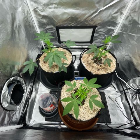 Grape Soda Auto - by KilliczGe growlog timeline photo