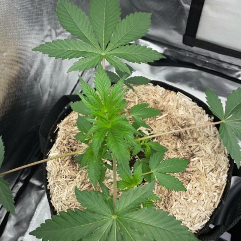 Critical Kush - GwJ Community Award Winning Celebration Grow Part 1 - The Winner - by KilliczGe growlog timeline photo