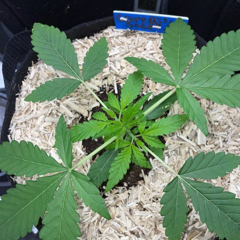 Grape Soda Auto - by KilliczGe growlog timeline photo