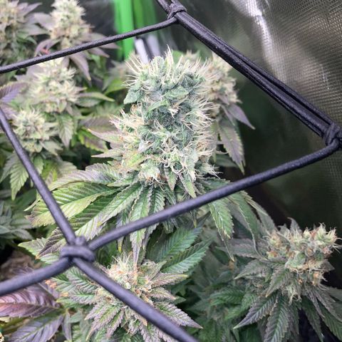 Big Bud 1 Klon 1 by KilliczGe growlog timeline photo