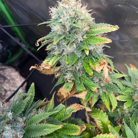 Tangerine Dream Clon #1 by KilliczGe growlog timeline photo