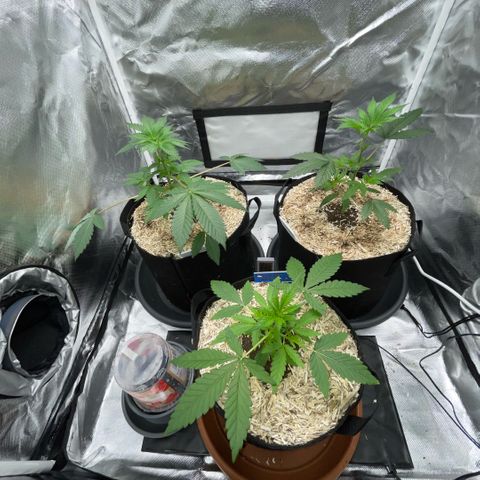 Grape Soda Auto - by KilliczGe growlog timeline photo