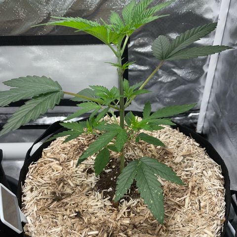 Special Kush 1 - GwJ Community Award Winning Celebration Grow Part 2 -The Price - by KilliczGe growlog timeline photo