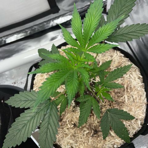 Special Kush 1 - GwJ Community Award Winning Celebration Grow Part 2 -The Price - by KilliczGe growlog timeline photo