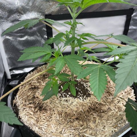 Critical Kush - GwJ Community Award Winning Celebration Grow Part 1 - The Winner - by KilliczGe growlog timeline photo