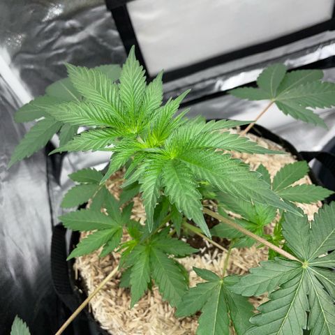 Critical Kush - GwJ Community Award Winning Celebration Grow Part 1 - The Winner - by KilliczGe growlog timeline photo