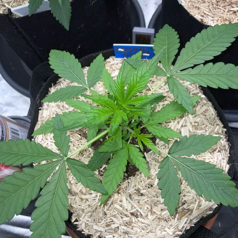 Grape Soda Auto - by KilliczGe growlog timeline photo