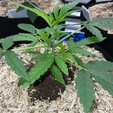 Grape Soda Auto - by KilliczGe growlog timeline photo
