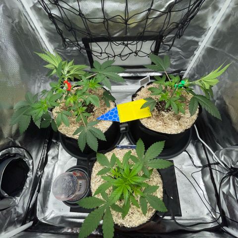 Grape Soda Auto - by KilliczGe growlog timeline photo