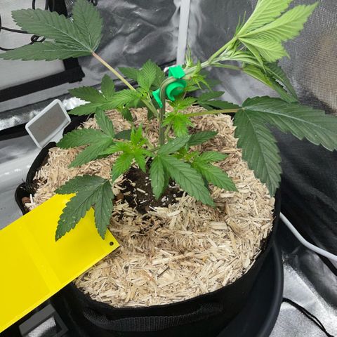 Special Kush 1 - GwJ Community Award Winning Celebration Grow Part 2 -The Price - by KilliczGe growlog timeline photo