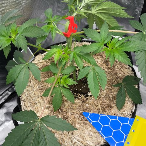 Critical Kush - GwJ Community Award Winning Celebration Grow Part 1 - The Winner - by KilliczGe growlog timeline photo