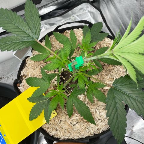 Special Kush 1 - GwJ Community Award Winning Celebration Grow Part 2 -The Price - by KilliczGe growlog timeline photo