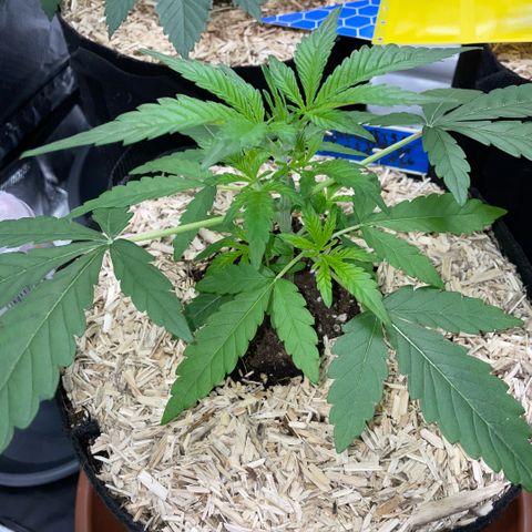 Grape Soda Auto - by KilliczGe growlog timeline photo