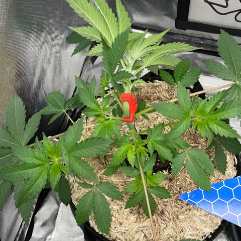 Critical Kush - GwJ Community Award Winning Celebration Grow Part 1 - The Winner - by KilliczGe growlog timeline photo