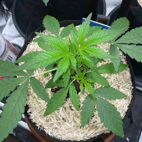 Grape Soda Auto - by KilliczGe growlog timeline photo