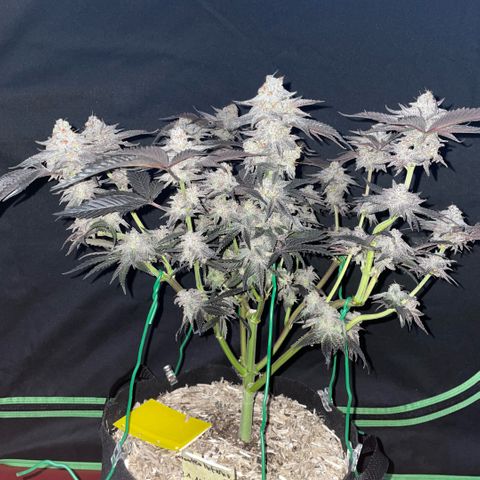 Dante’s Inferno - Mile High Dave by KilliczGe growlog timeline photo