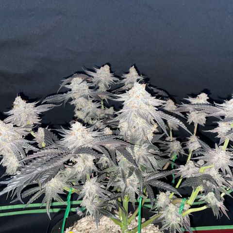 Dante’s Inferno - Mile High Dave by KilliczGe growlog timeline photo