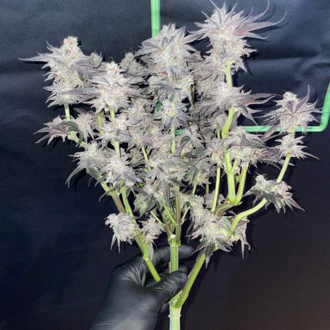 Dante’s Inferno - Mile High Dave by KilliczGe growlog timeline photo