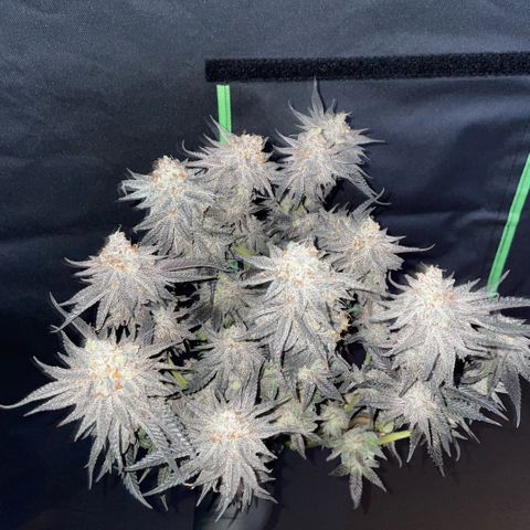 Dante’s Inferno - Mile High Dave by KilliczGe growlog timeline photo