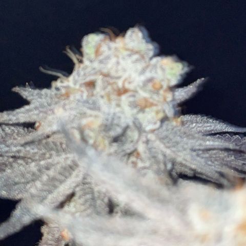 Dante’s Inferno - Mile High Dave by KilliczGe growlog timeline photo