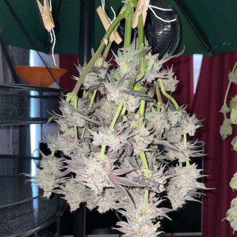 Dante’s Inferno - Mile High Dave by KilliczGe growlog timeline photo