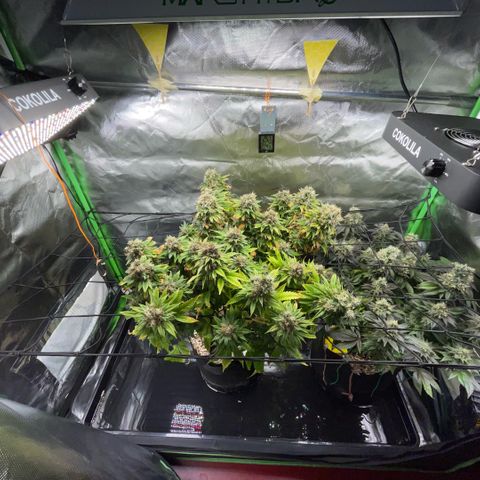 Tangerine Dream Clon #1 by KilliczGe growlog timeline photo