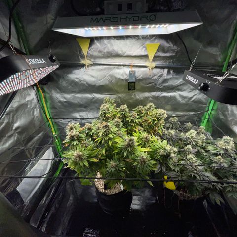 Tangerine Dream Clon #1 by KilliczGe growlog timeline photo