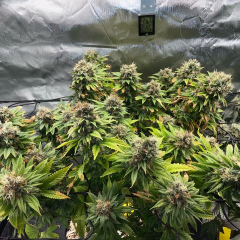 Tangerine Dream Clon #1 by KilliczGe growlog timeline photo