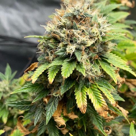 Tangerine Dream Clon #1 by KilliczGe growlog timeline photo