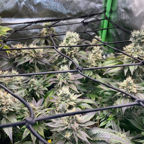 Big Bud 1 Klon 1 by KilliczGe growlog timeline photo