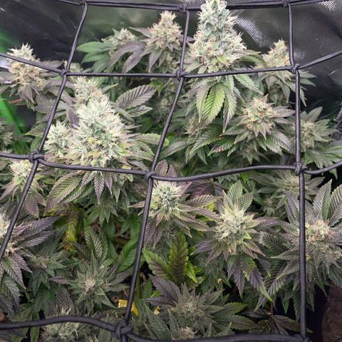 Big Bud 1 Klon 1 by KilliczGe growlog timeline photo