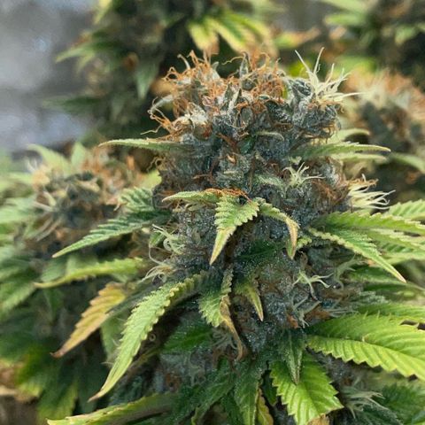 Tangerine Dream Clon #1 by KilliczGe growlog timeline photo